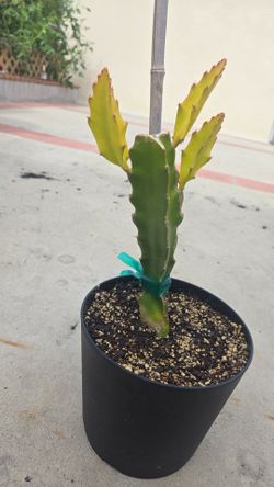 Worth Lime Variegated Dragon Fruit (Rooted & Growing)
