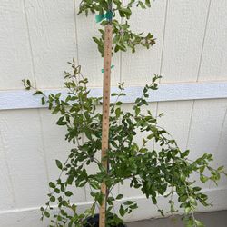 Wonderful Pomegranate Fruit Plant In 5gl. 