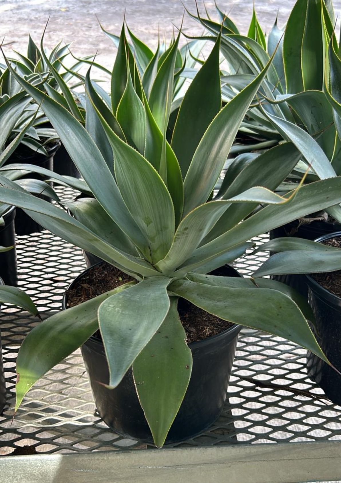 Agave 'Blue Flame' (7 Gallon)