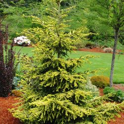 ‘Skylands’ Oriental Spruce Trees —