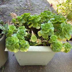Succulent 