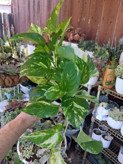 Small Golden Pothos Plant $10