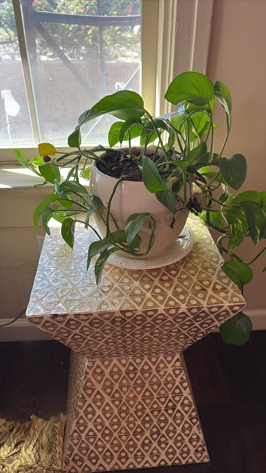Pathos Plant And Pot Planter
