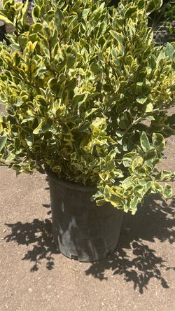 Lagastramo Veriguera / Waxleaves