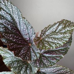Begonia Benigo live plant - 2 in one 