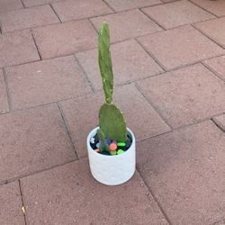 Super Cute Pear Cactus Designed With Colorful Rocks In White Ceramic Pot