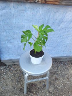Mini monstera Plant 6" Nursery Pot
