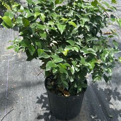 Cherry Hedge - 3 Gallons