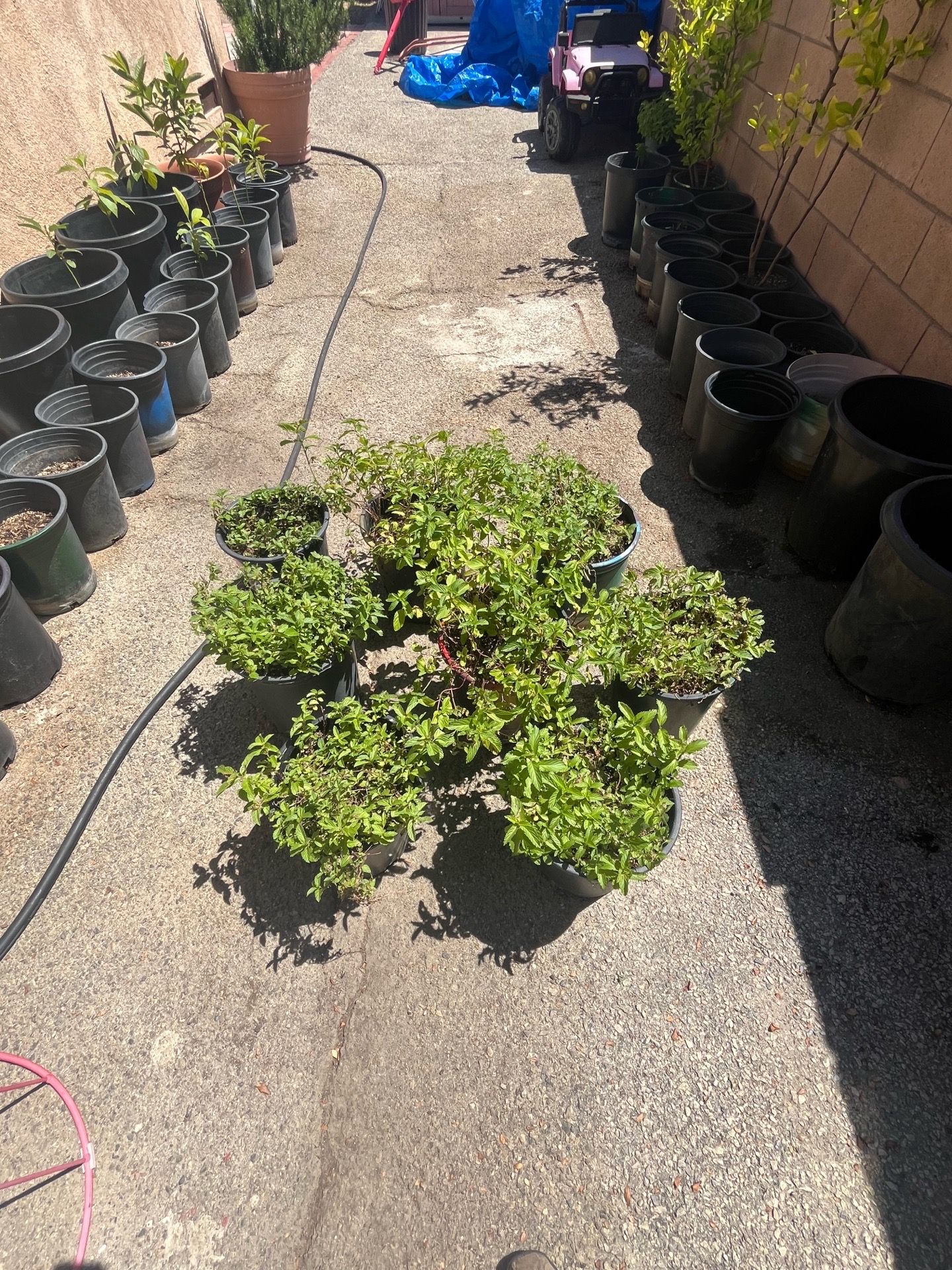 Peppermint plants