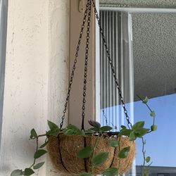 Hanging Basket With Plants