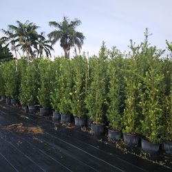 podocarpus  Instant Privacy Hedge For Fence Green Full Ready for planting
