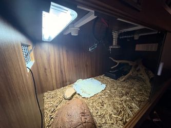 baby tortoise