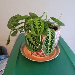 Potted Prayer Plant