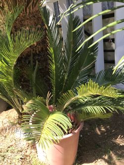 Sago Palm Tree