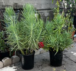 SENECIO VITALIS NARROW LEAF CHALKSTICKS PLANT IN A ONE GALLON PLASTIC POT