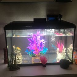 10 gallon fish tank like you with filter and heater