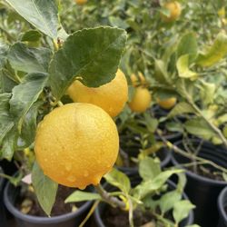 5 Gallon Size- Fruiting Age- Citrus Trees 