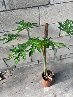 Arbolito de papaya