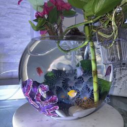 Fish Tank Aquarium Setup