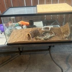 Lizard habitat
