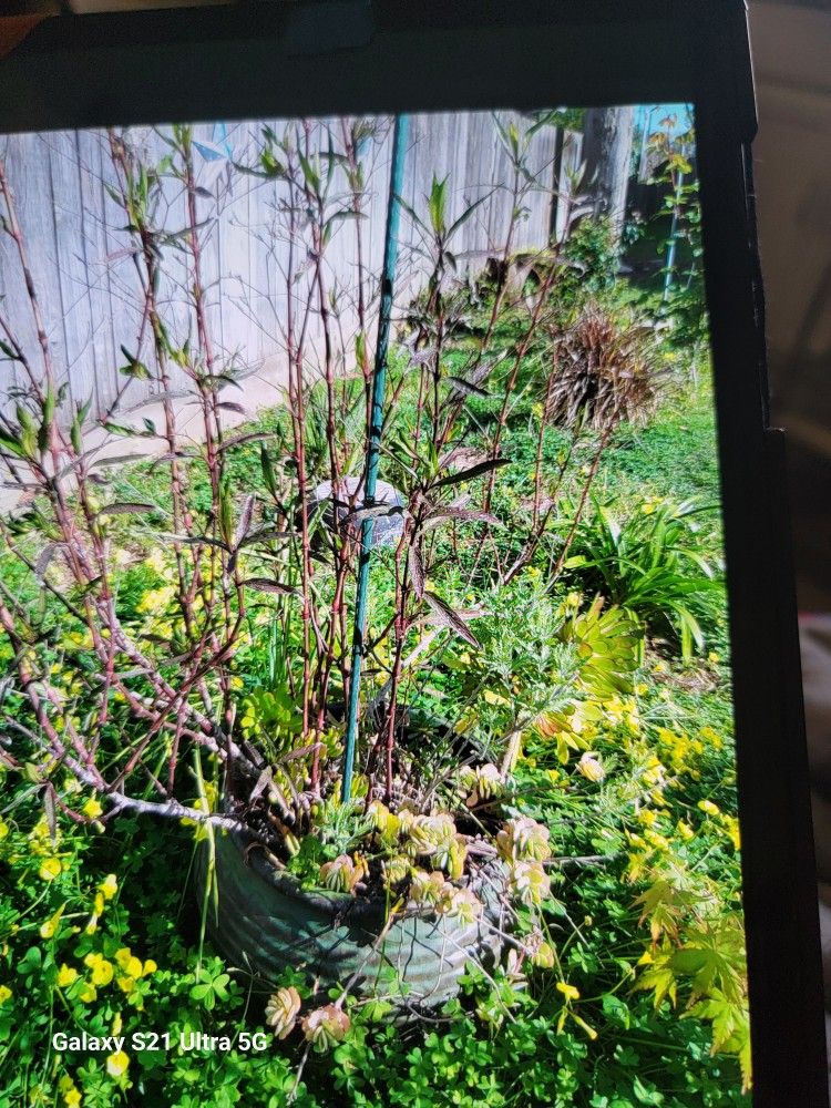 Big Plant Pot With Variety Of Plants