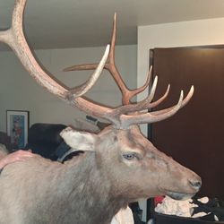 Elk Mount