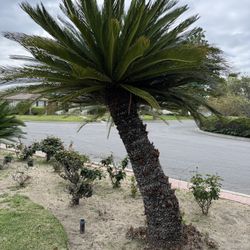Sago Palm Trees