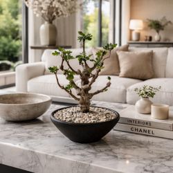 Rare Senna Meridionalis (Handmade Planter Included).  # BD2