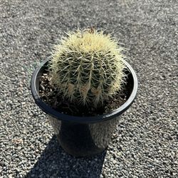 Golden Barrel Cactus