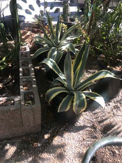 Agave