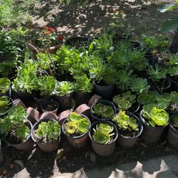 Succulents 
