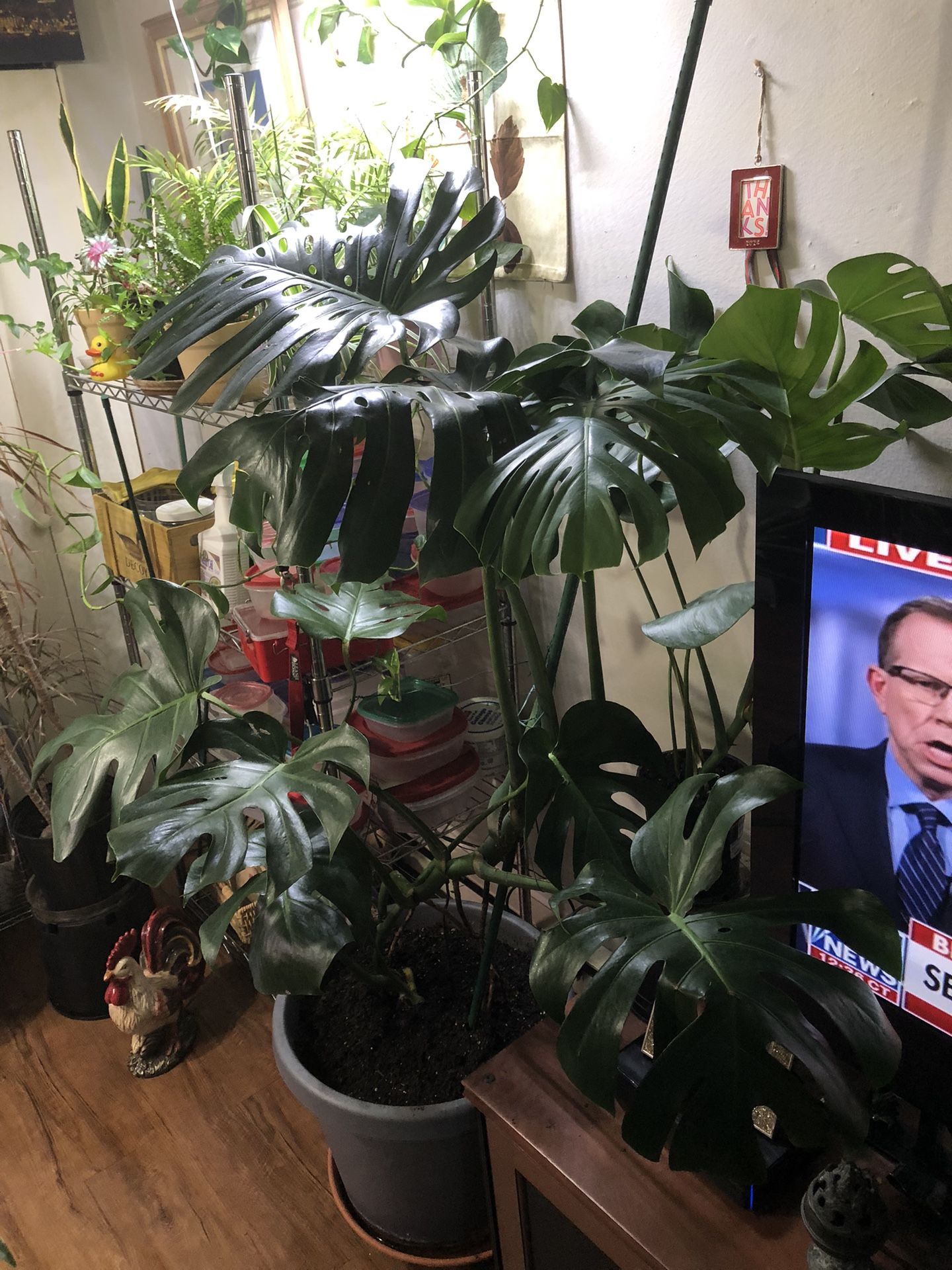 Large Monstera Plant/5ft Tall-very Healthy