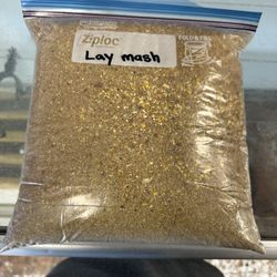Lay Mash 