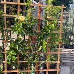 Trellis
