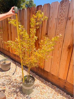 Japanese Maple Big