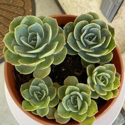 Beautiful Succulents 