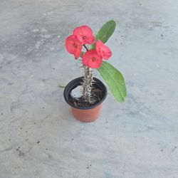 Corona De Cristo  Color Rosa 