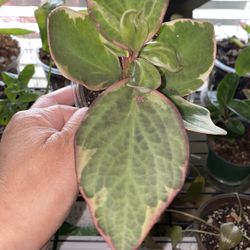 Peperomia “Ginny”