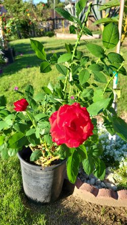 Red Rose 🌹 Tree 🌳 