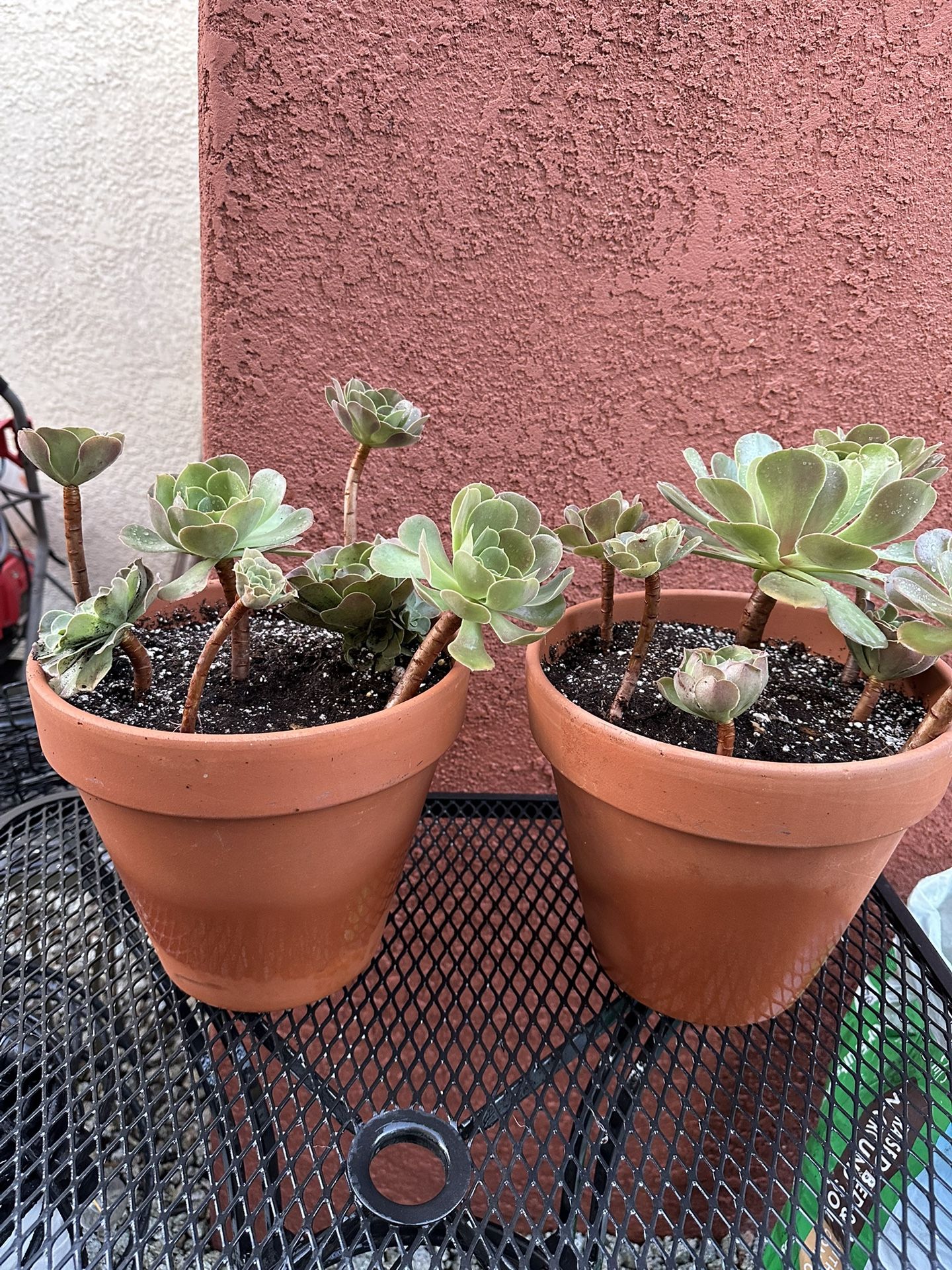 Plants 🪴 (2)