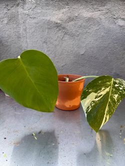Monstera Albo
