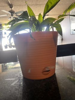 Peace Lily