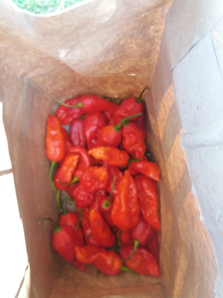 Ghost peppers 1dlr each. 1 dolar cada uno