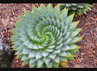 Spiral Aloe Aloe Polyphylla, Rare Hard-to-Find Succulent Plant, 6”