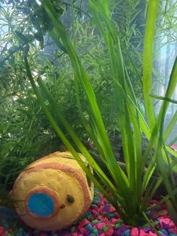 Free aquatic plants