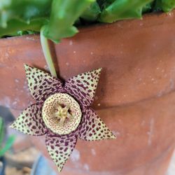 Stapelia Orbea, Big Plant