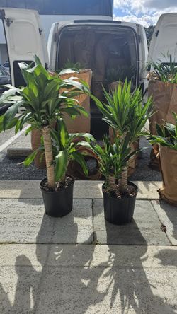 Yucca & Corn Plant Dracaena