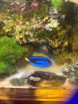 Blue hippo