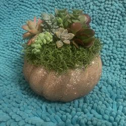 Live Succulents On Top Of Pumpkins Or Skull
