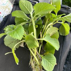 Cuban Oregano  Cutting Plants 